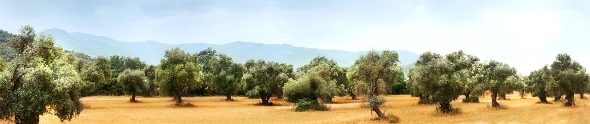 Tunisian olive trees